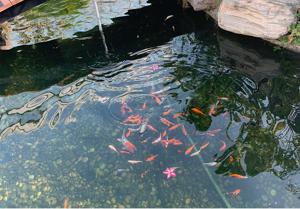 鱼池水质处置