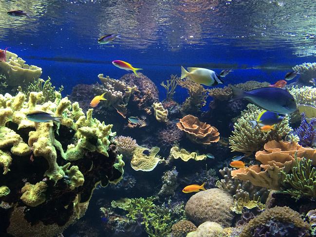 海洋馆水处置,海洋馆水处置滤料